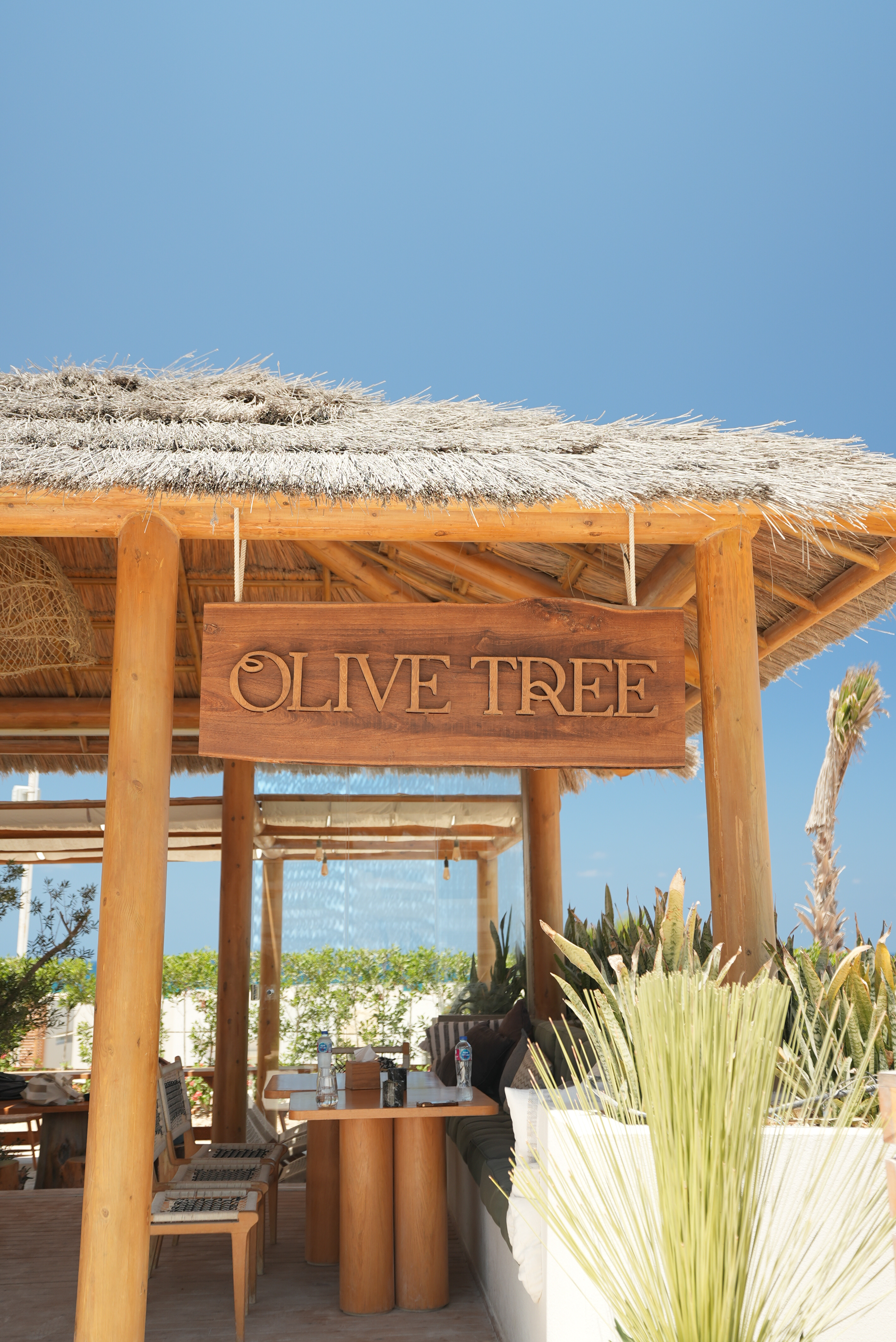 Olive Tree